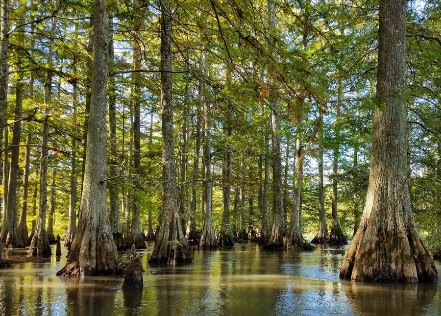 Wolf River